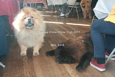 Chinese Chow Club